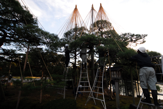 유키츠리 설치작업은 많은 품이 들지만 나무 가지를 보호하면서 이 고장의 명물을 만드는 작업이기도 합니다.

