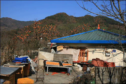  신황마을은 집집마다 곶감을 말리고 있다.