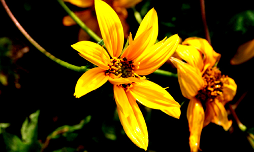 마치 해바라기꽃처럼 노란색을 띄고있다.해바라기꽃보다는 작지만 색깔만큼은 뒤지지않는다.