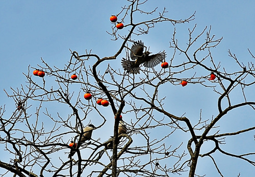 감나무에서 연신 홍시를 쪼아먹고 있는 새들입니다.
