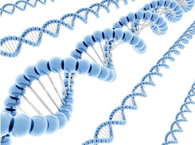 인간 게놈지도가 완성되면서 사람의 유전자 특성을 결정짓는 염색체 3만여 개의 특성이 밝혀졌다. 
이 중 노화와 관련된 유전자에 존재하는 단백질의 역할을 해독하는 연구가 활발히 이루어지고 있다.
