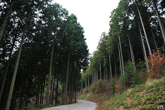 편백나무 숲과 삼나무 숲이 장대하게 펼쳐져 있다.