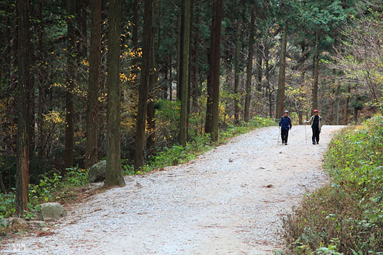 어린아이부터 노인까지 걷는 즐거움을 주는 숲길이다.