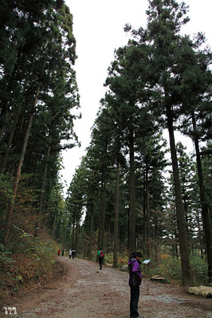 축령산에는 편백나무와 더불어 삼나무도 숲을 이루고 있다.