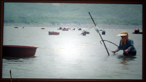 섬진강에서 아낙네들이 재첩 채취를 하고 있다. 