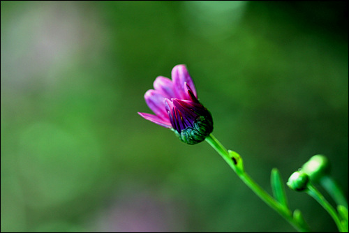 피어나는 꽃 한 송이, 그것은 희망의 소리다.
