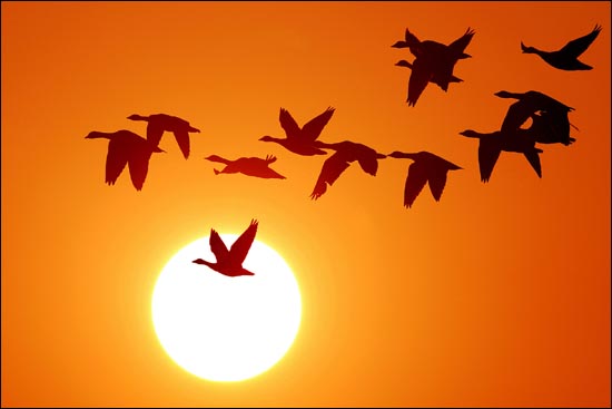 철새도래지인 경남 창원 주남저수지에서 쇠기러기 가족들이 석양을 배경으로 둥지를 향해 날아가고 있다. 