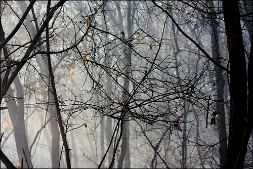 안개낀 겨울 숲, 나무들의 본 모습이 가장 극명하게 보이는 계절이다.