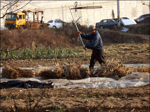 도리깨를 휘두르며 콩마당질하는 농부