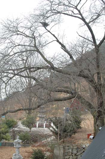 100여년 세월 동안 월해사터를 지켜온 벚꽃나무