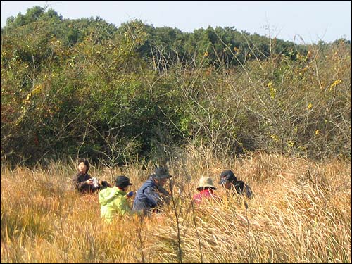 곶자왈 잔디밭 곶자왈 잔디밭