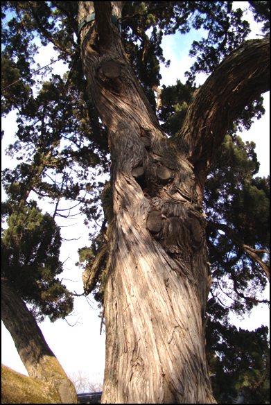 이천보의 선조가 심었다는 향나무. 수령이 300년이 넘었다.