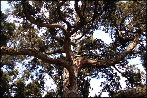 향나무는 가슴높이의 둘레가 84cm에 높이가 15m나 된다. 경기도 기념물 제61호다.