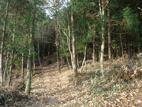마을 뒷편에 자리잡고 있는 녹차, 대나무, 편백나무 숲길 임천산 산책로.