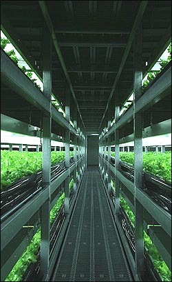 일본의 한 식물공장 내부 모습. 3단 선반에서 채소들이 재배되고 있다.

