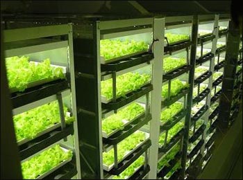 일본의 한 식물공장에서 인공광을 이용해 채소를 재배하는 모습

