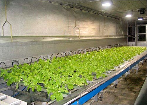 농진청 산하 농업과학원에서 시험중인 초보단계의 식물공장 모습