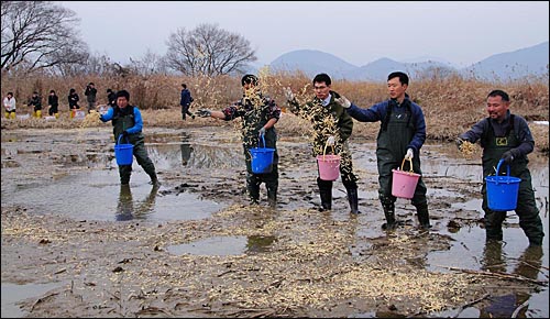 (사)한국조류보호협회 창원지회와 창원시는 13일 주남저수지에서 큰고니 먹이로 고구마를 채를 쓸어 뿌려주었다.
