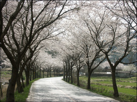 봄날 절정일 때의 벚꽃터널