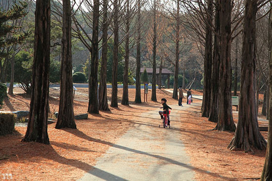 수목원의 중심길로 색다른 풍경을 연출한다.