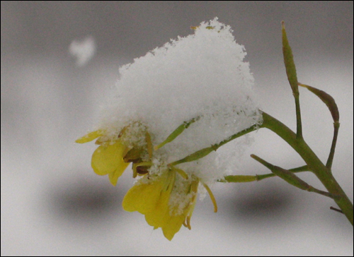 눈 내리는 날. 노란 꽃에도 하얀 눈이 내려앉았습니다.