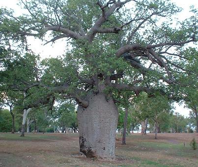 서부 호주의 황량한 북부에서만 볼 수 있는 특이하게 생긴 보압 나무(Boab Tree)
