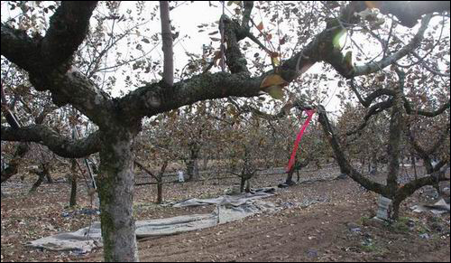 사과나무마다 빨강표를 달고 있습니다. 잘려나갈 번호가 매겨져 있었습니다. 