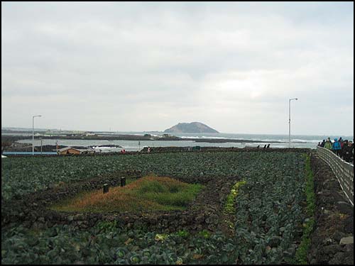 밭담과 산담 밭담과 산담 뒤로 비양도가 보인다