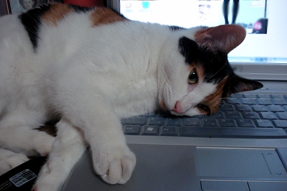 노트북으로 작업을 하려치면 놀아달라고 드러눕는 고양이. 동물을 기른다는 것은 얼마간의 불편함을 감수해야 하는 일이다.