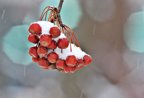 빨간 열매 위에도 하얀 눈이 쌓였습니다.
