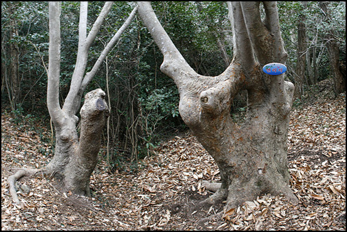 부부느티나무. 왼쪽 남자는 평범한 나무인데 보는 각도에 따라 그럴 듯 하게 보인다.