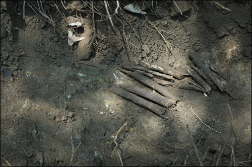 본격 유해 발굴을 위한 배수로 공사 도중 드러난 새로운 집단 유해암매장지. 사람의 뼈가 나무뿌리와 뒤엉켜 있다. 