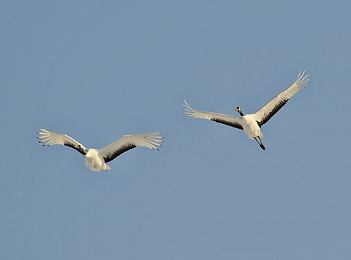 단정학 한쌍이 하늘을 우아하게 날고 있다.
