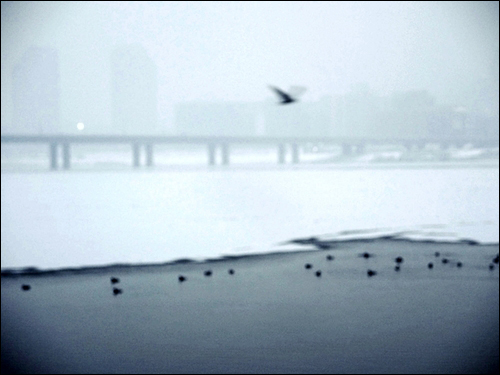 겨울 철새 청둥오리들이 한강의 얼음을 녹이려는듯 강에서 노닐고 있습니다.