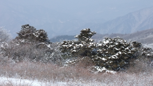  비로봉 아래 주목군락