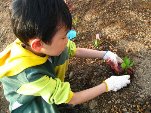 텃밭에 채소를 심고 있는 아이. 아이들은 텃밭을 통해 흙과 생명을 배우게 된다.