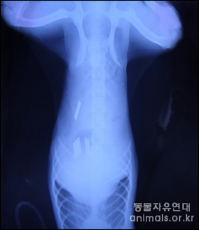 12월31일 사건발생지역 주민에 의해 동물병원으로 이송된 피해견의 엑스레이사진. 복부 군데군데 박힌 커터칼 조각들이 관찰되고 있다.