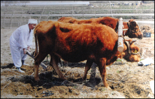 쌍겨리란 두 마리의 소를 이용해 농사를 짓는 방법이다. 두 마리 중 한 마리만 빗뚫어져도 제대로 농사 일을 할 수가 없다. 농사꾼과 세 마리의 소가 서로 상통해야만 한다. 