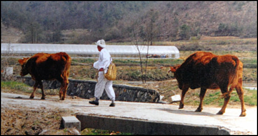 쌍겨리로 농사일을 마친 농부가 두 마리의 소를 이끌고 집으로 돌아가고 있다. 