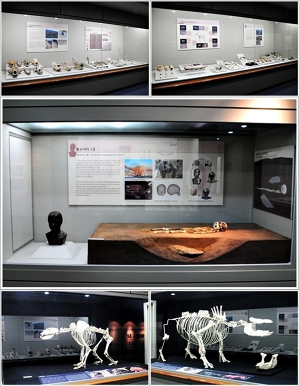 청원 두루봉동굴유적, 흥수아이 인골 및 복원 흉상, 동굴곰과 코뿔이(충북대박물관)