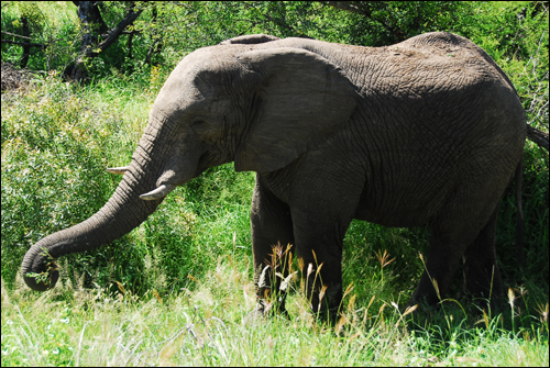 아프리카 최초의 국립공원이자 야생동물보호구역인 크루거국립공원Kruger National Park에서 마주친 야생의 코끼리. 아프리카는 '날것' 그 자체입니다. 우리에 갇히지 않은 동물을 만난다는 것은 익히지 않은 음식을 대하는 것처럼 생소합니다. 하지만 우리를 더욱 깨어나게 하고 문명이전의 원형질에 가까운 삶을 생각하게 합니다.

