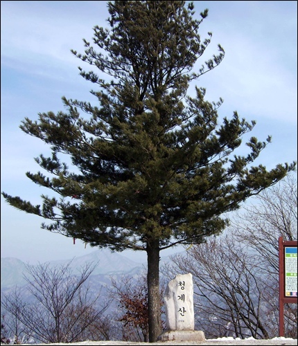 양평 청계산 정상에 표지석과 함께 우뚝 서있는 소나무 한 그루
