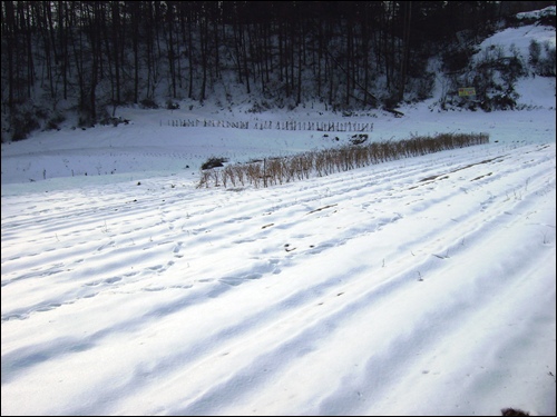 마른 고춧대가 남아 있는 새하얀 눈밭