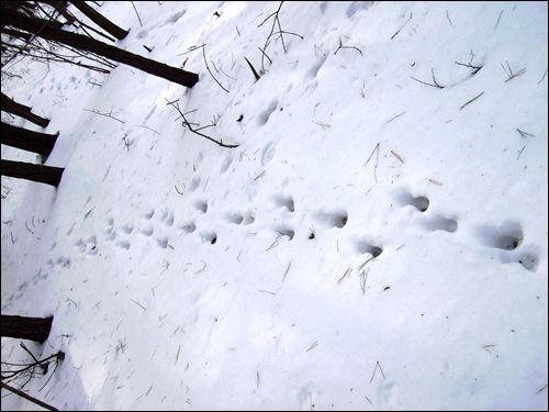 산길 눈밭의 동물 발자국