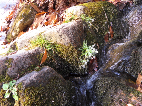 바위 옆에 피어난 풀잎. 바위틈을 흐르는 물이 튀어 코팅을 입힌 것처럼 얼어있다.