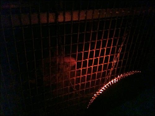 노원구청 지하주차장에 있는 트럭 창문을 통해 본 아기호랑이. 전기난로가 앞에 놓여 있다. 