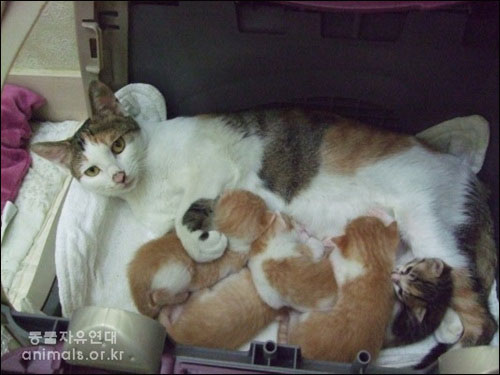 임신한 채 구조되어 병원에서 아이를 낳은 길고양이 출신 올리. 소유주 유무와 상관없이 모든 고양이는 동물보호법상 보호대상이다.