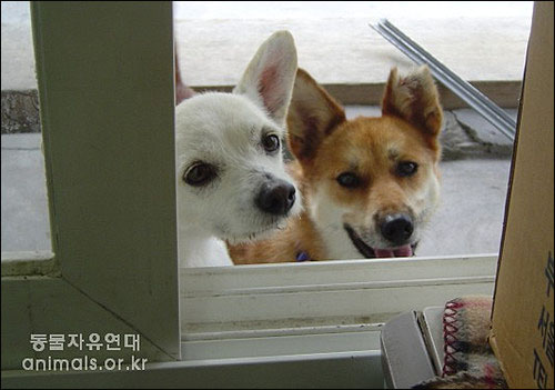 마당에 살고 있는 개들에게 사무실 방안은 항상 호기심천국이다. 대부분의 동물보호운동가들은 개를 통해 다른 동물에 대한 인식이 싹튼다.