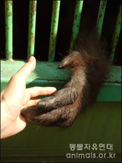 주주동물원의 우탄이 손. 이제 쇼를 하지 않는 우탄이는 자신의 방에 갇혀 사람들의 눈요기거리가 되어 살고 있다. 지난 가을. 우탄이의 손을 잡으며.