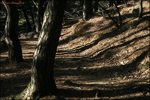 개심사가 있는 상왕산 자락은 소나무 숲이 울창해 깊은 산속에 들어온 것 같다.